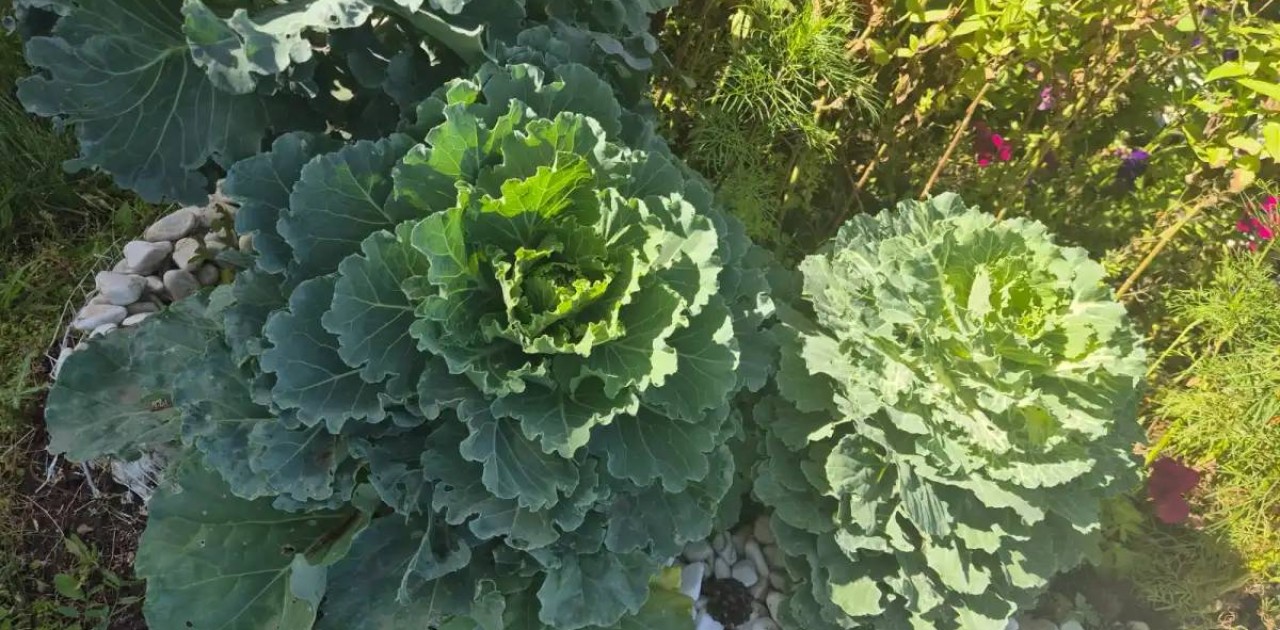 «Таза Қазақстан»: елорда балабақшасында бүлдіршіндер мен тәрбиешілер ерекше қырыққабат өсірді