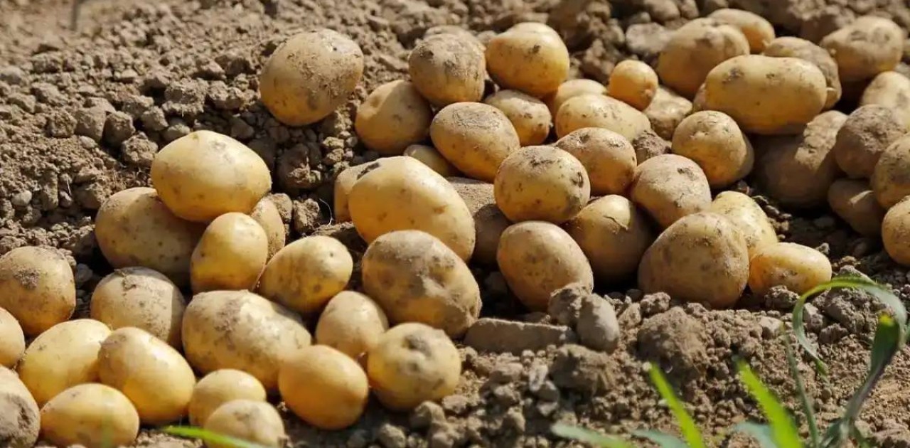 Елде 900 мың тоннадан астам картоп жиналды, экспортқа шектеу жоқ