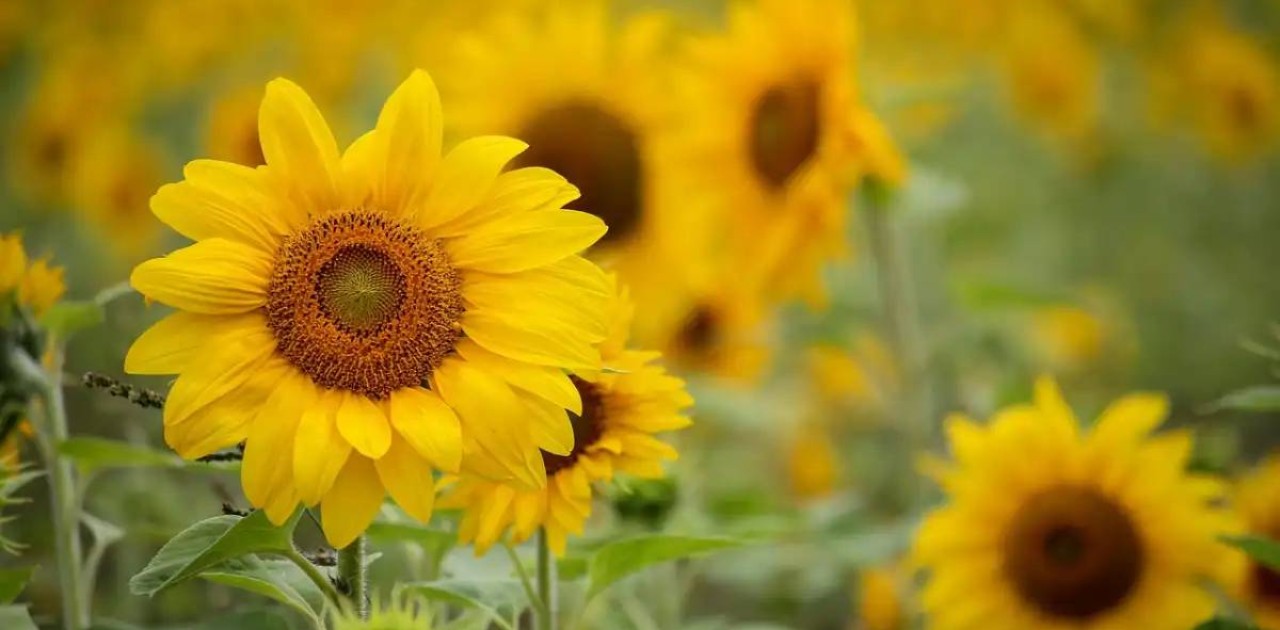 Қазақстан Қытайға флекстанк арқылы алғашқы күнбағыс майын экспорттады