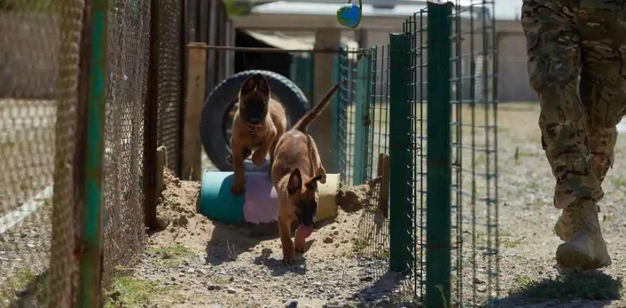 Ұлттық ұлан кинологтары иттердің көмегімен 200 келіден астам есірткі заттарын тапты