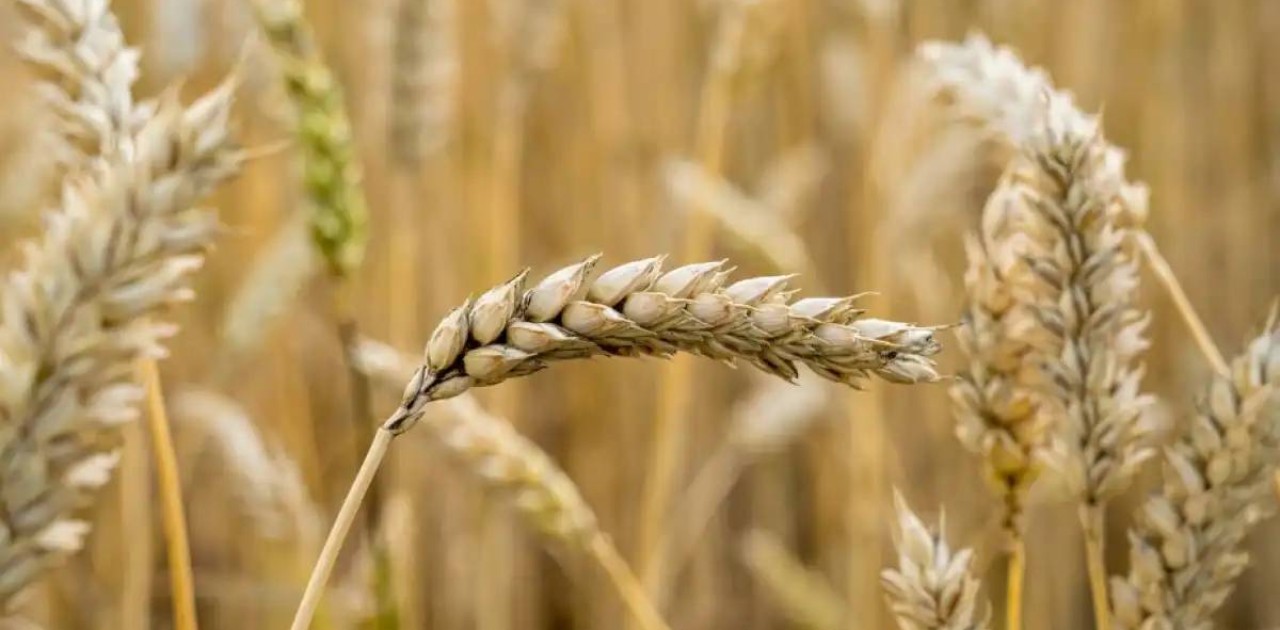 Қазақстан бидайы Вьетнамға экспортталды