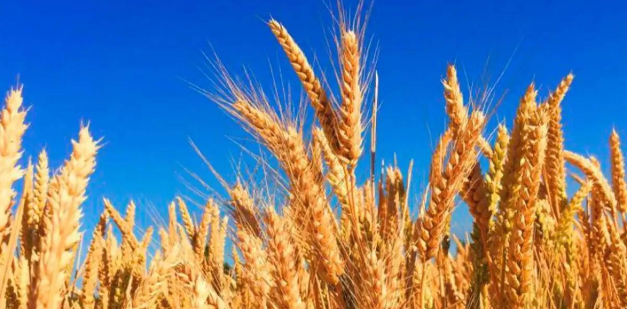 Қазақстанда бидайды токенизациялау бойынша пилоттық жоба іске қосылмақ