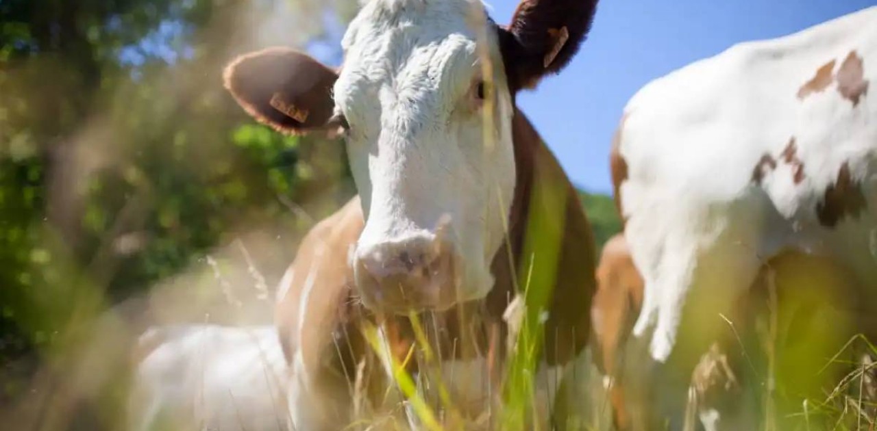 Елімізге Беларусьтен импортталатын азық-түлік ішінде еттің үлесі мол болды