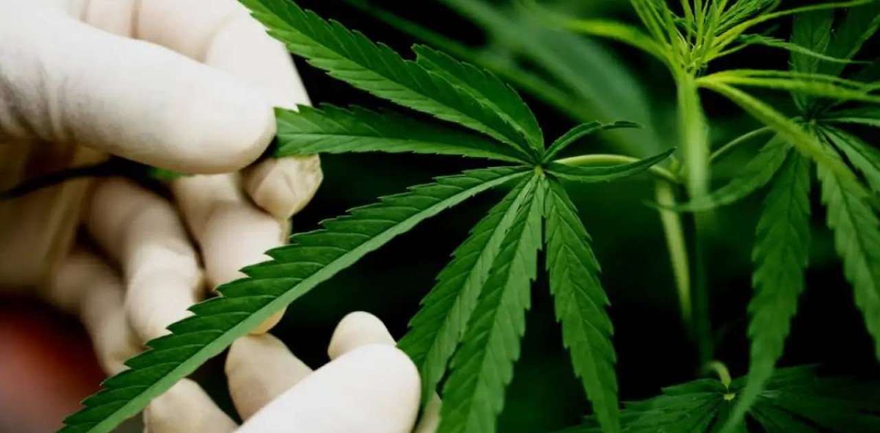 Техникалық қарасора өндірісі: министр оның қай өңірде өсірілетінін айтты