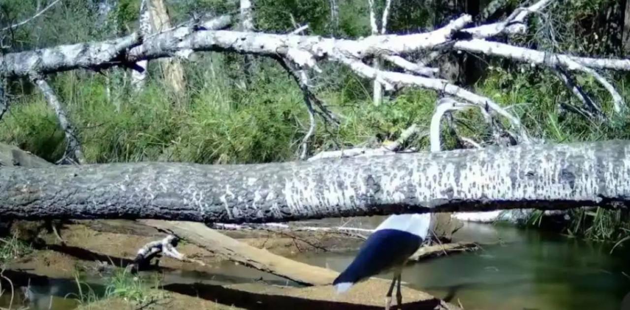 «Бурабай» ұлттық табиғи паркінде көкқұтан фототұзаққа түсіп қалды