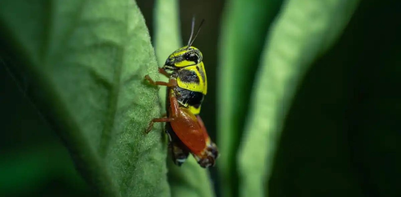 Шегірткенің егіннің шығымына да, шабындықтың түсіміне де кері әсері болмайды – министр