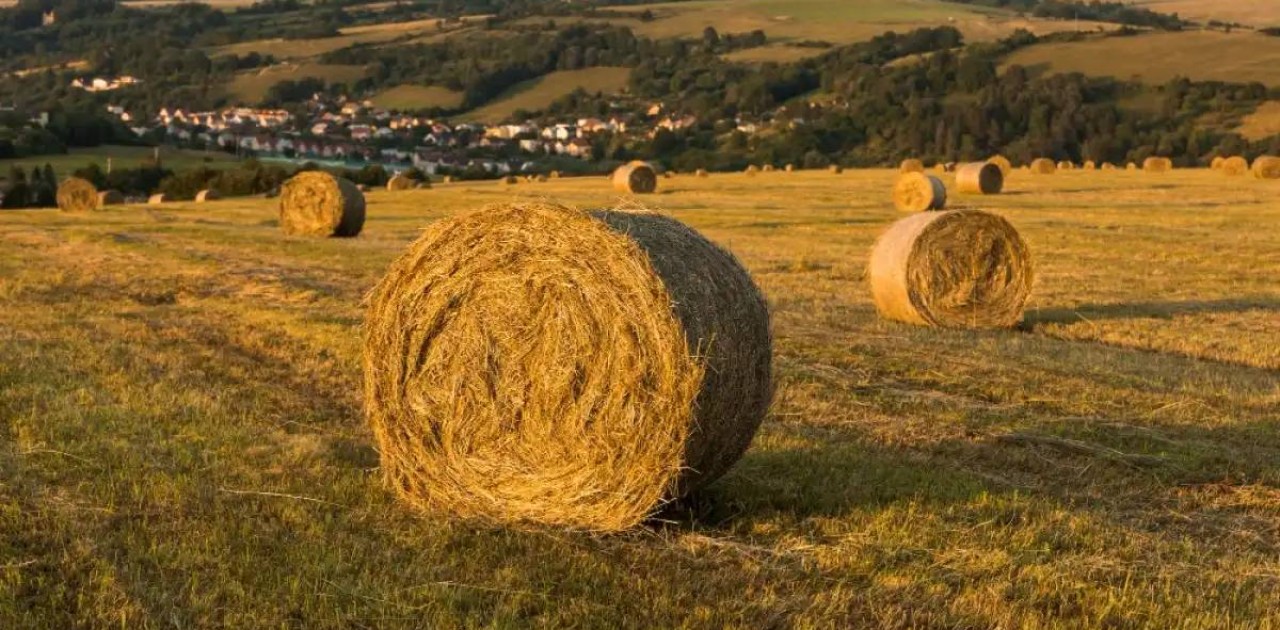 Елімізде 24,4 млн тонна мал азығы дайындалды