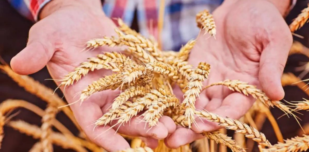 Қазақстан Ресей арқылы Еуропаға бидай  мен ет жеткізуді ұлғайтады