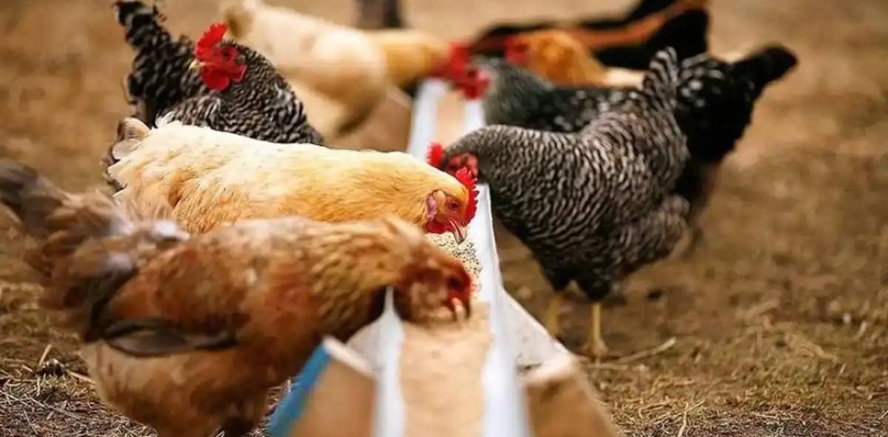 Қазақстан аса қауіпті құс тұмауынан таза ел мәртебесін иеленді