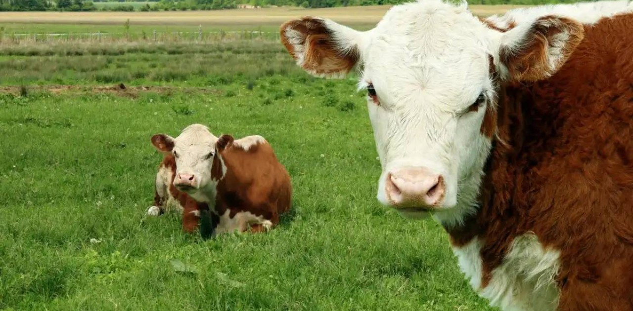 Қырғызстанда қайтыс болған адамның жетісін, қырқын, жылын өткізуге шектеу енгізілді