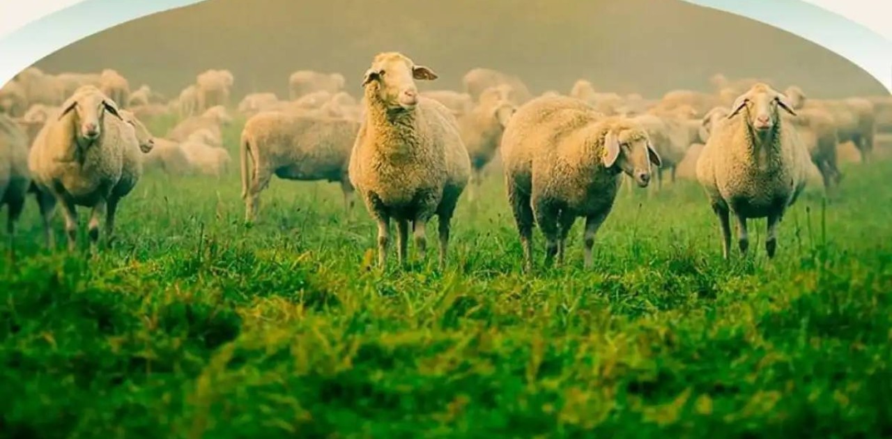 Астанада құрбан шалуға арналған орындар белгілі болды