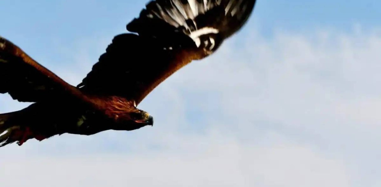 Жетісу өңірінде табиғатқа 4 бүркіт жіберілді