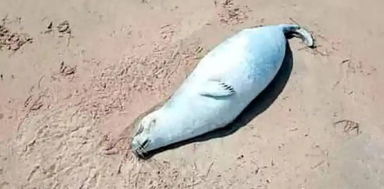 Каспий жағалауынан жүздеген итбалықтың өлексесі табылды