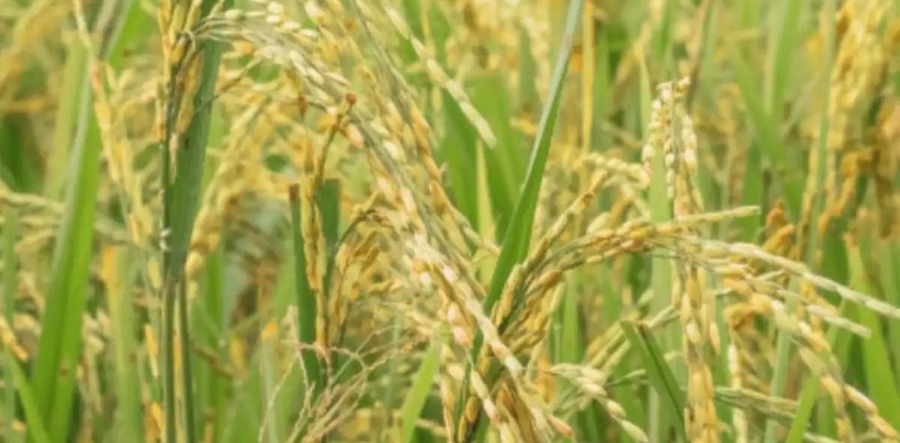 Түркістанда су жеткізушінің келісімінсіз дақылдарды егудің 203 дерегі анықталды