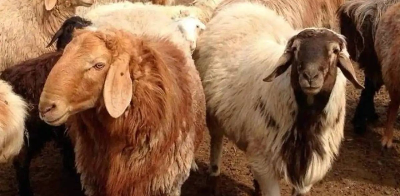 Қостанай облысында 12 мың бас ұсақ малға арналған бордақылау алаңы салынады