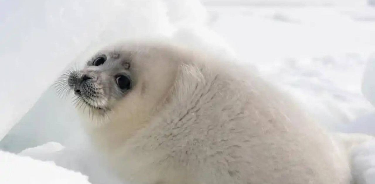 Қаражанбас және Қаламқас кен орны маңында итбалықтар қалай құрлыққа шығып кетті