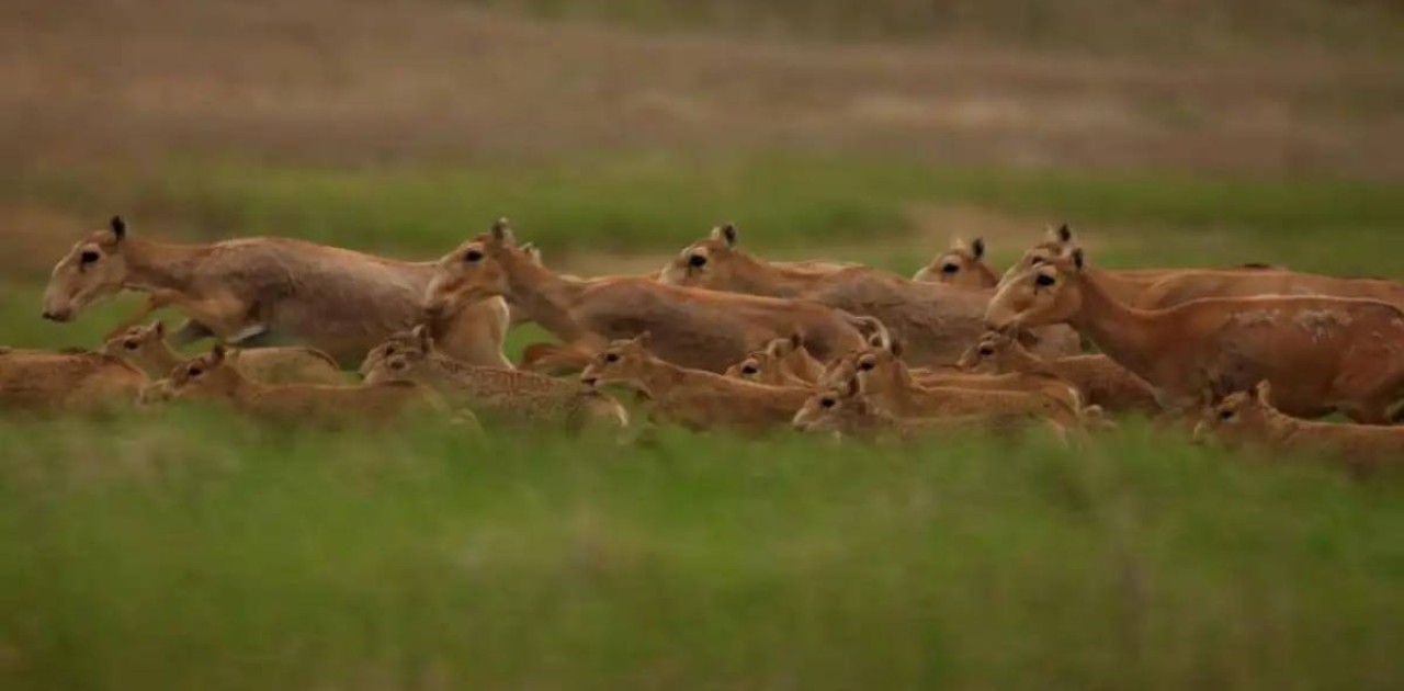 «Алтын Дала» бастамасы әлемдік деңгейдегі экологиялық сыйлықты жеңіп алды