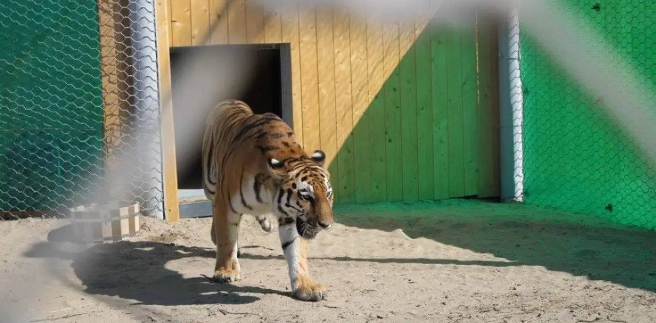 «Іле-Балқаш» резерватында екі жолбарыс жерсіндіріліп жатыр