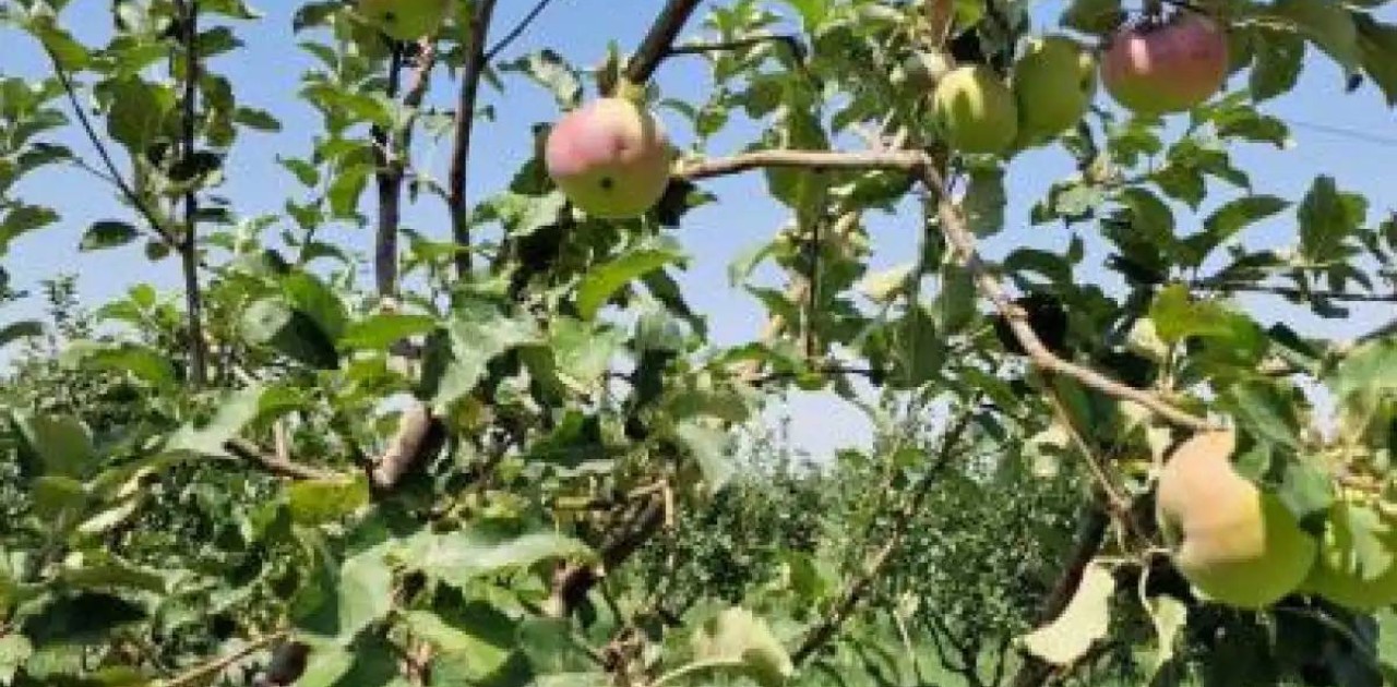 «Апорт» алмасының сорты қалпына келтіріледі