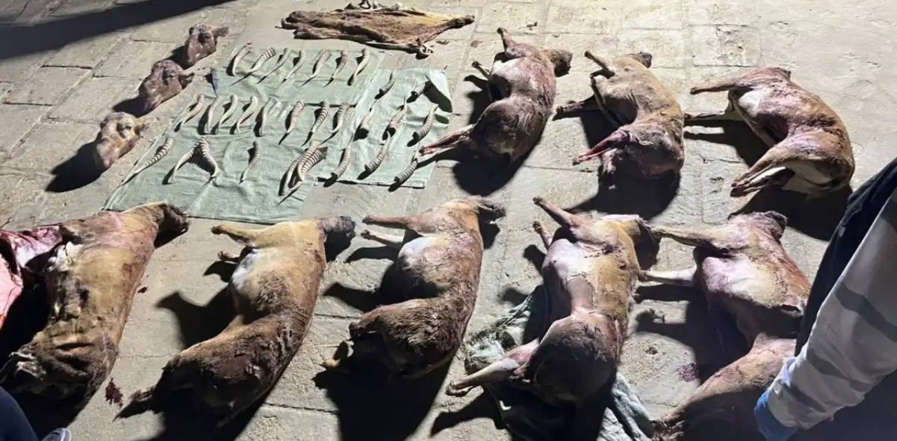 Маңғыстау облысында киік мүйіздерін заңсыз сақтаған тұрғын ұсталды (ВИДЕО)