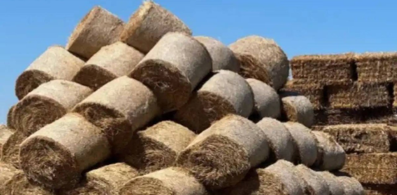 Елімізде 11,4 млн тонна мал азығы дайындалды