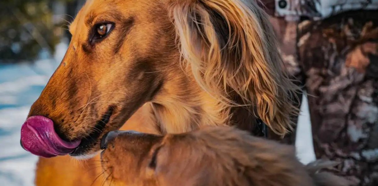 Әділхан Түкенов: Басты мақсатымыз – тазы тұқымын көбейту және асылдандыру