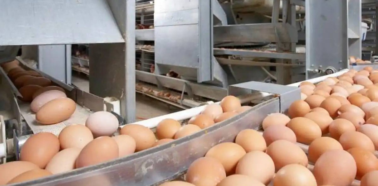 Қостанай облысында жұмыртқа өндіретін құс фабрикасы салынып жатыр