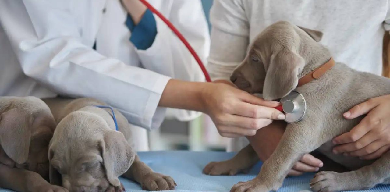 «Үй жануарлары  құлақ, асқазан-ішек ауруларымен жиі ауырады»: елордалық ветеринар