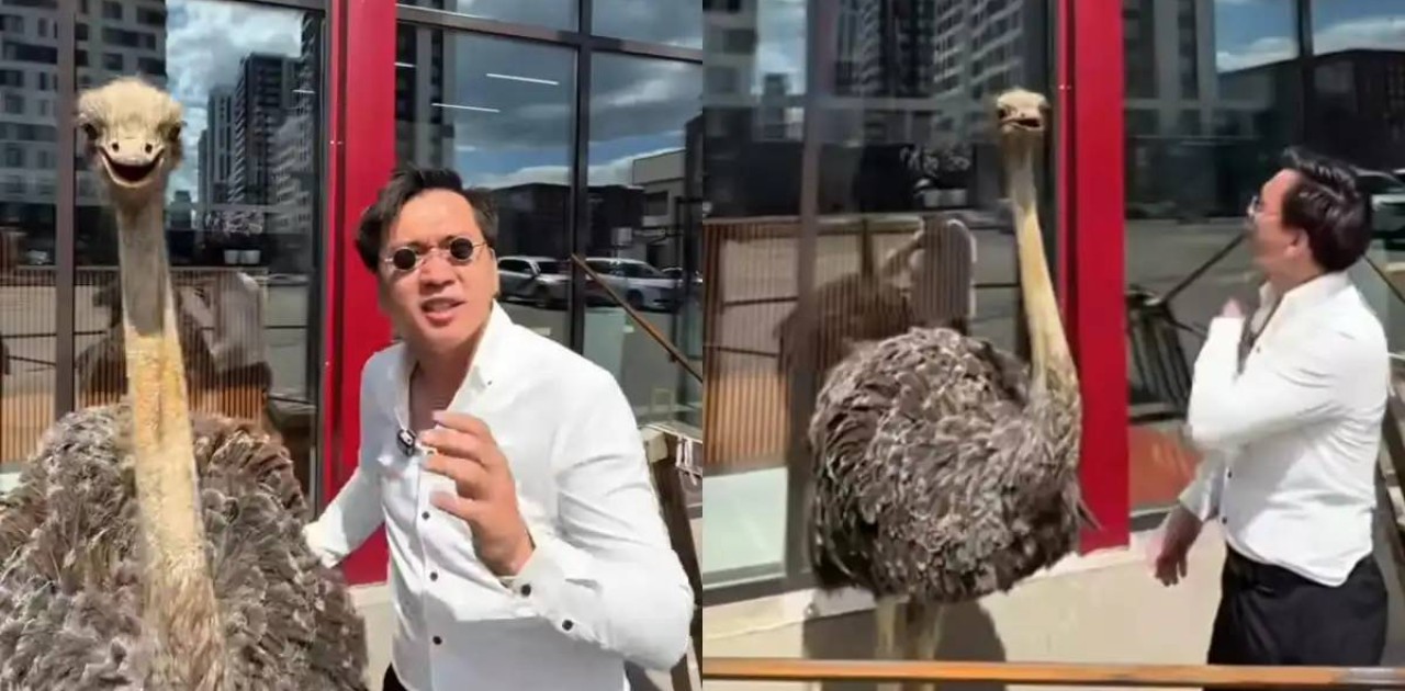 Елордада түйеқұсты жарнамаға пайдаланған: полиция түсініктеме берді