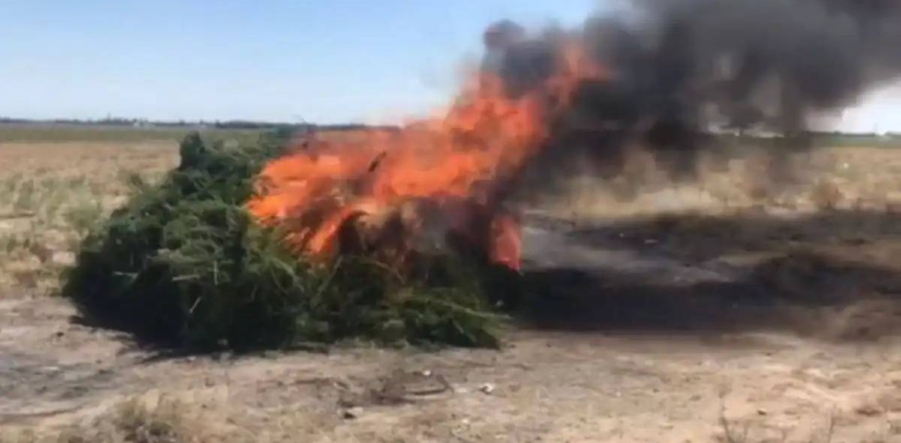 Жамбыл облысында 2 500 тоннадан астам жабайы қарасора жойылды