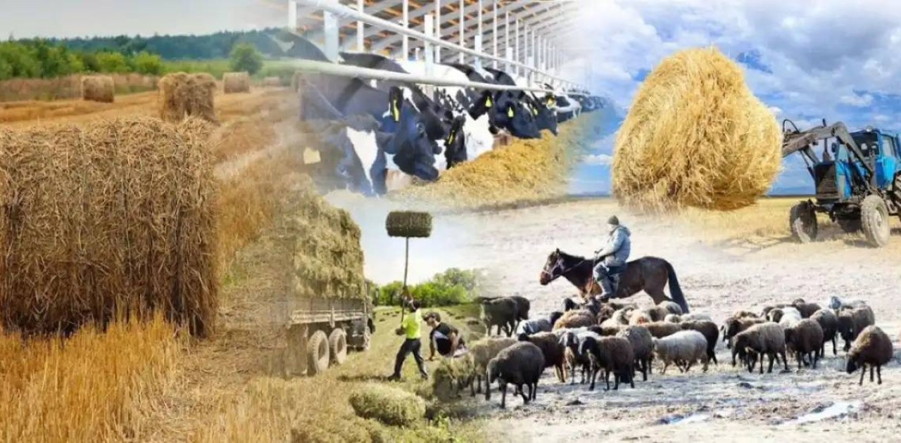 1 тамызда елімізде ұлттық ауыл шаруашылығы санағы басталады