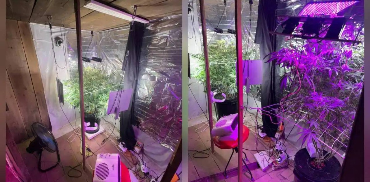 Қостанайда жасырын фитозертхана жойылды