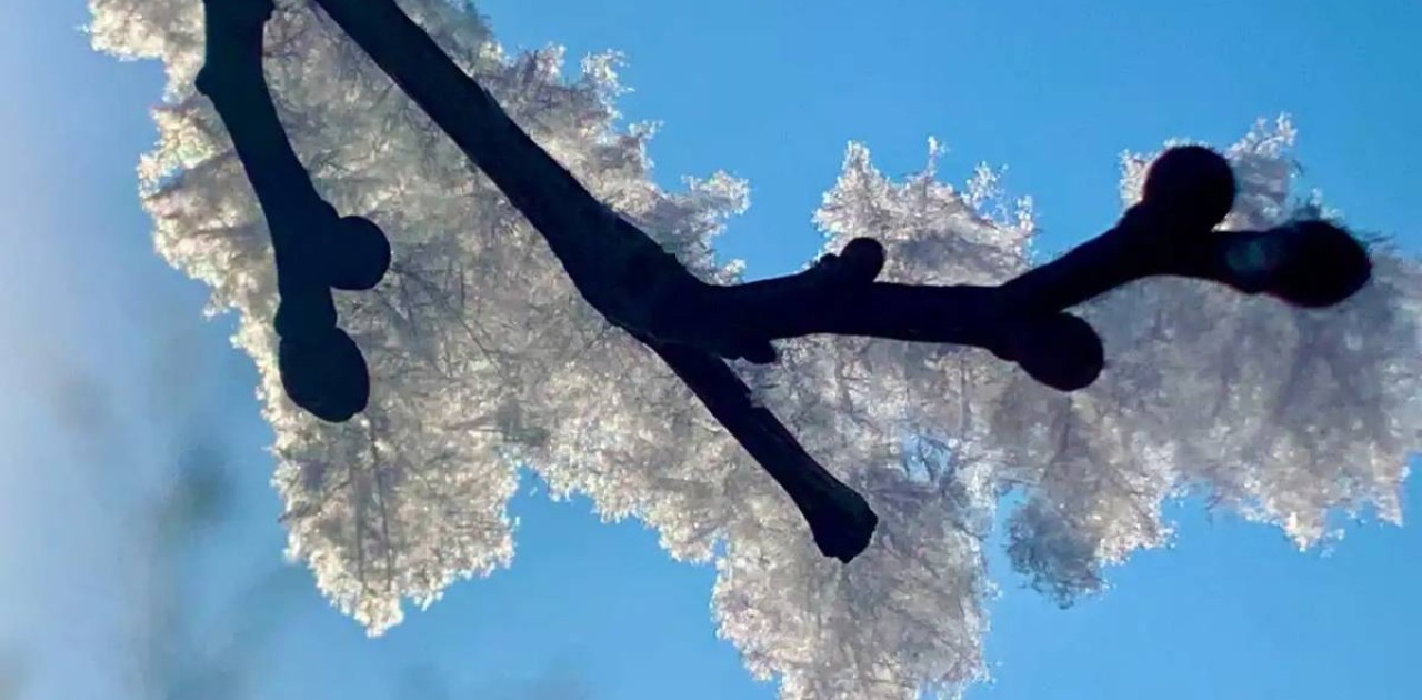 «Аппақ қар» әнінің авторы базарда қара жұмыс істеп жүр