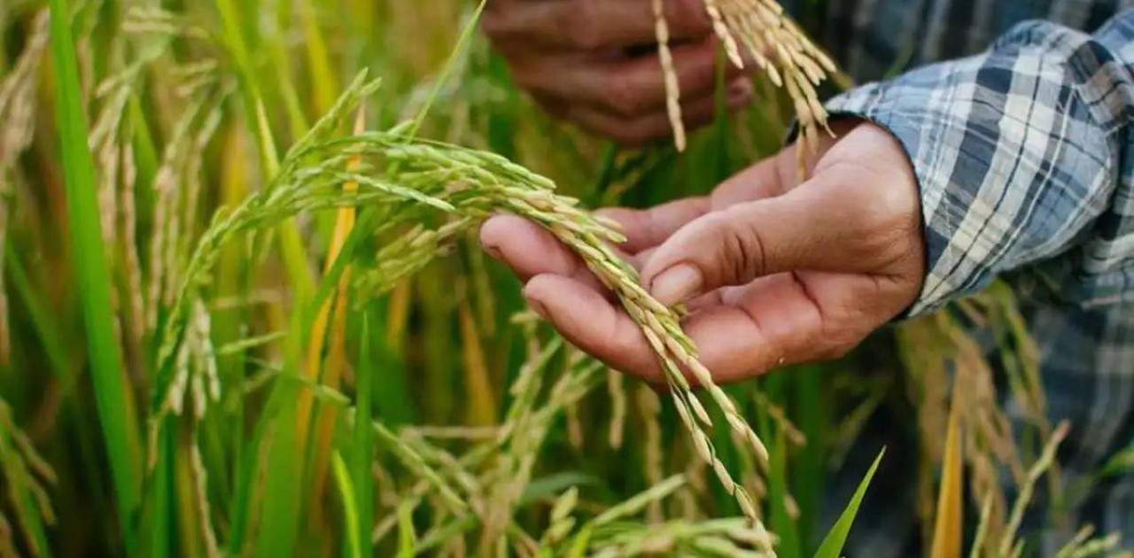 Түркістан облысында диқандар мақтаның орнына күріш еккен