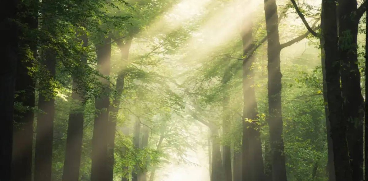 Прокуратура орман қорының 100 гектардан астам жерін мемлекетке қайтарды