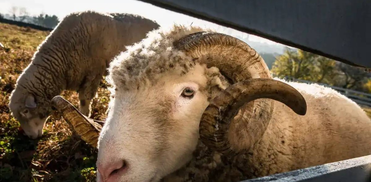 «Алаяқтар болуы мүмкін»: Мүфтият құрбандық шалатын азаматтарды абай болуға шақырды