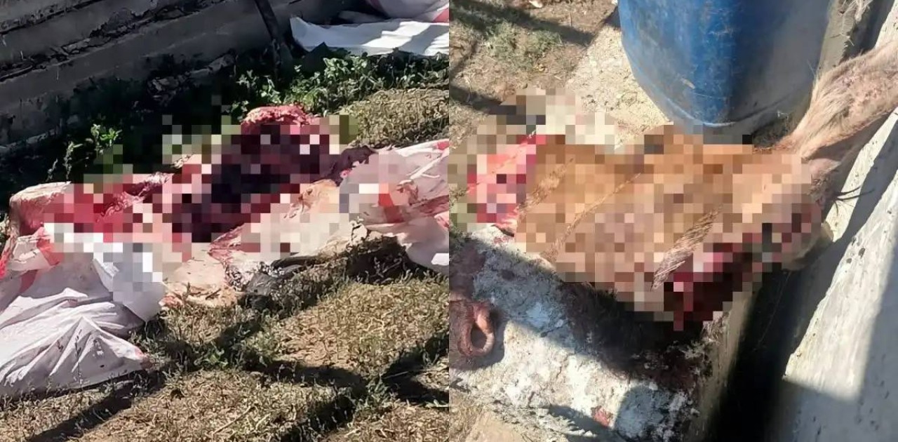 Ақтөбе облысында бұланды заңсыз атқан тұрғын анықталды