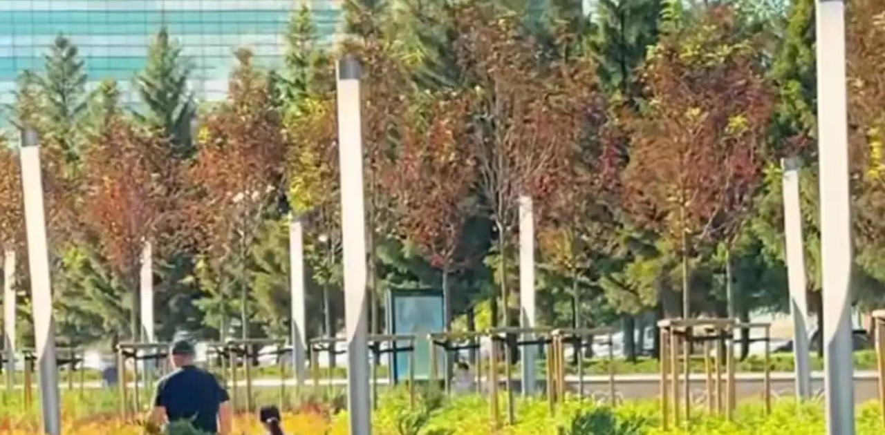 Астанадағы Нұржол бульварына мойыл ағаштары отырғызылды (ВИДЕО)