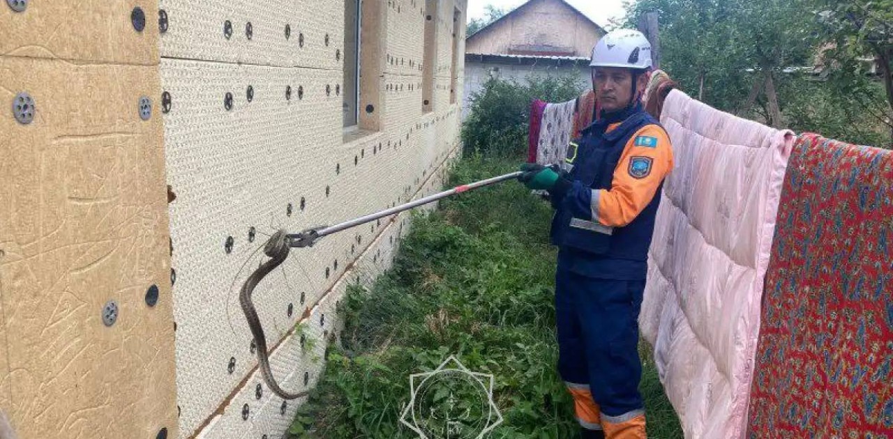 ТЖМ құтқарушылары жеке үйдің ауласынан жылан ұстап алды