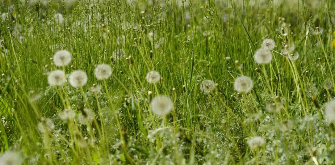Екі гектар мемлекетке қайтарылды: Жетісуда заңсыз қоқыс өңдейтін зауыт салмақ болған