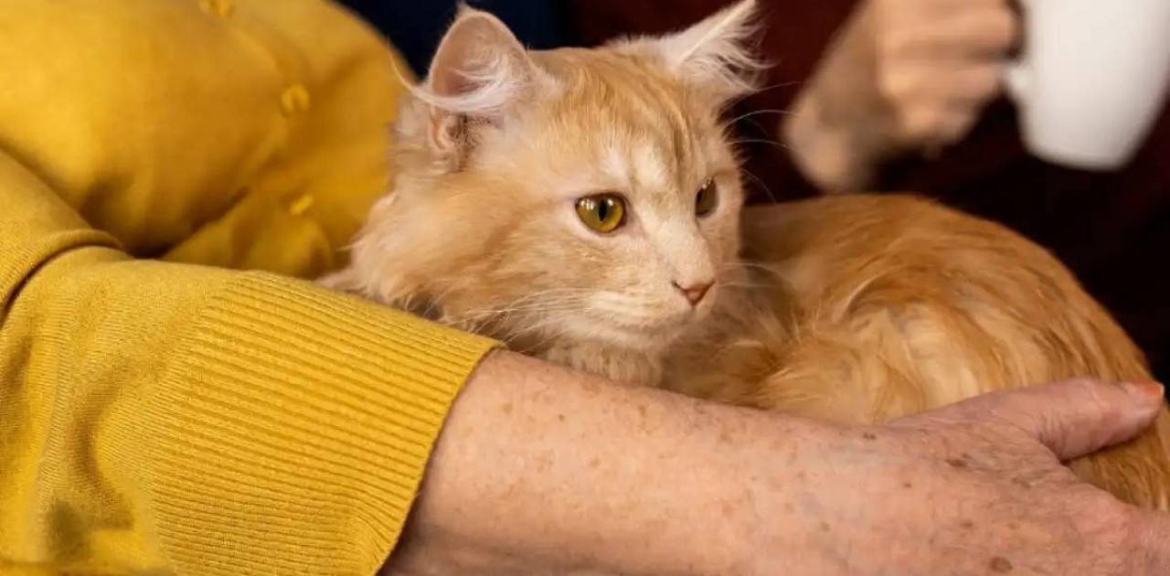 Мысыққа таланған Қостанай облысының тұрғыны қайтыс болды