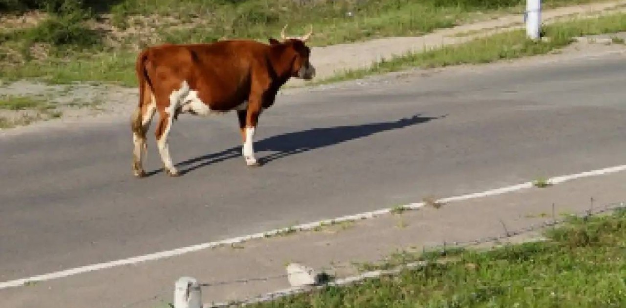 Жүргізуші жолда сиырды қағып, етін өзімен алып кеткен