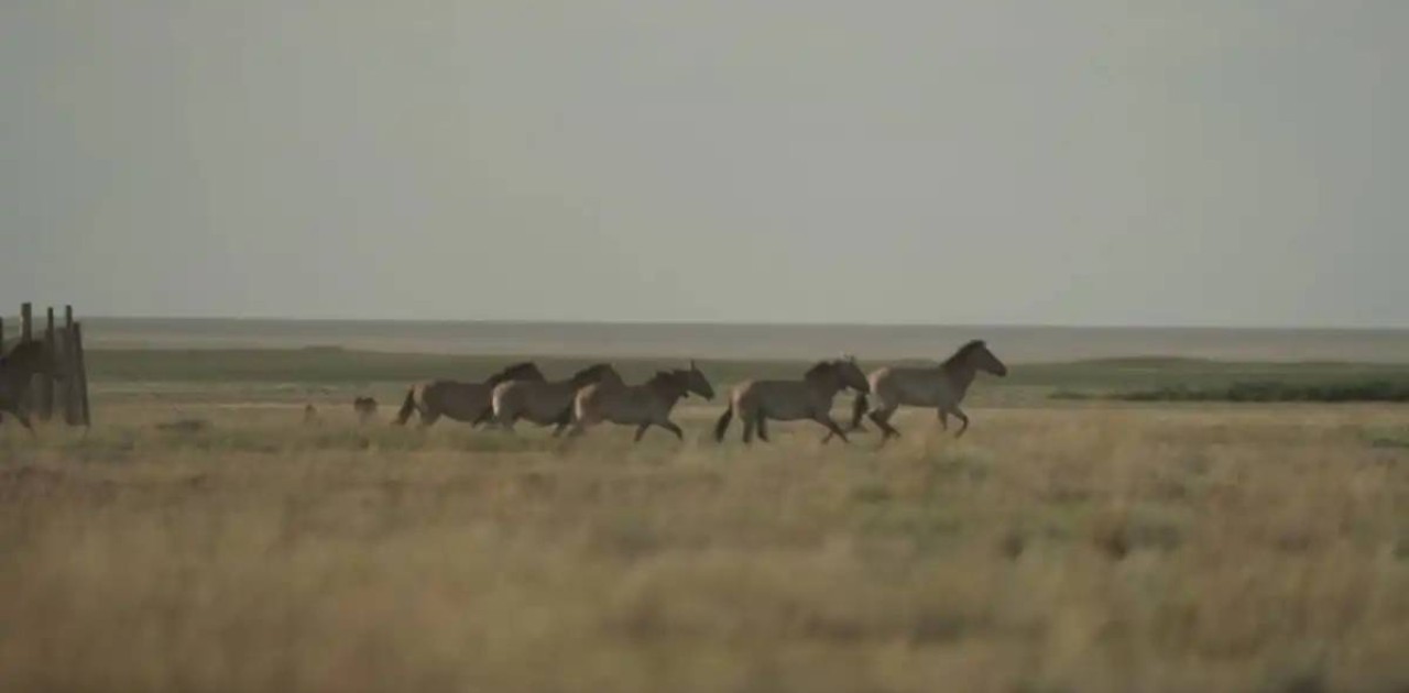 Елімізге былтыр әкелінген керқұландар жабайы табиғатқа жіберілді