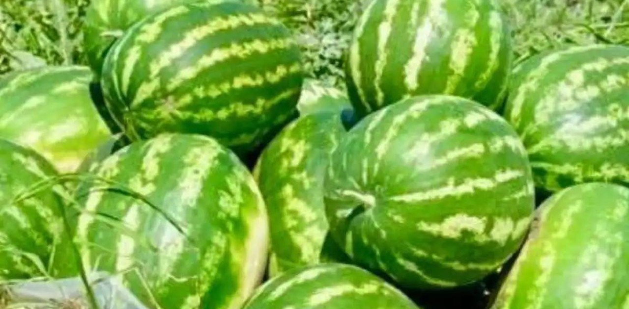 Түркістан облысының диқандары қарбыздың алғашқы өнімін жинады