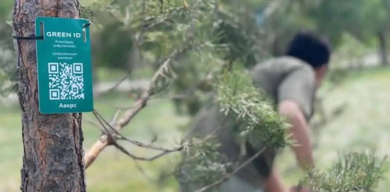 Астанадағы «Ғашықтар» саябағына қарағай ағаштары отырғызылды