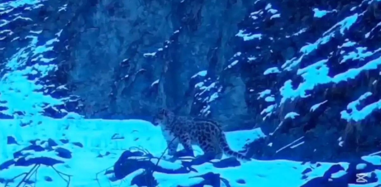 Жоңғар Алатауы ұлттық паркінде қар барысы фототұзаққа түсіп қалды