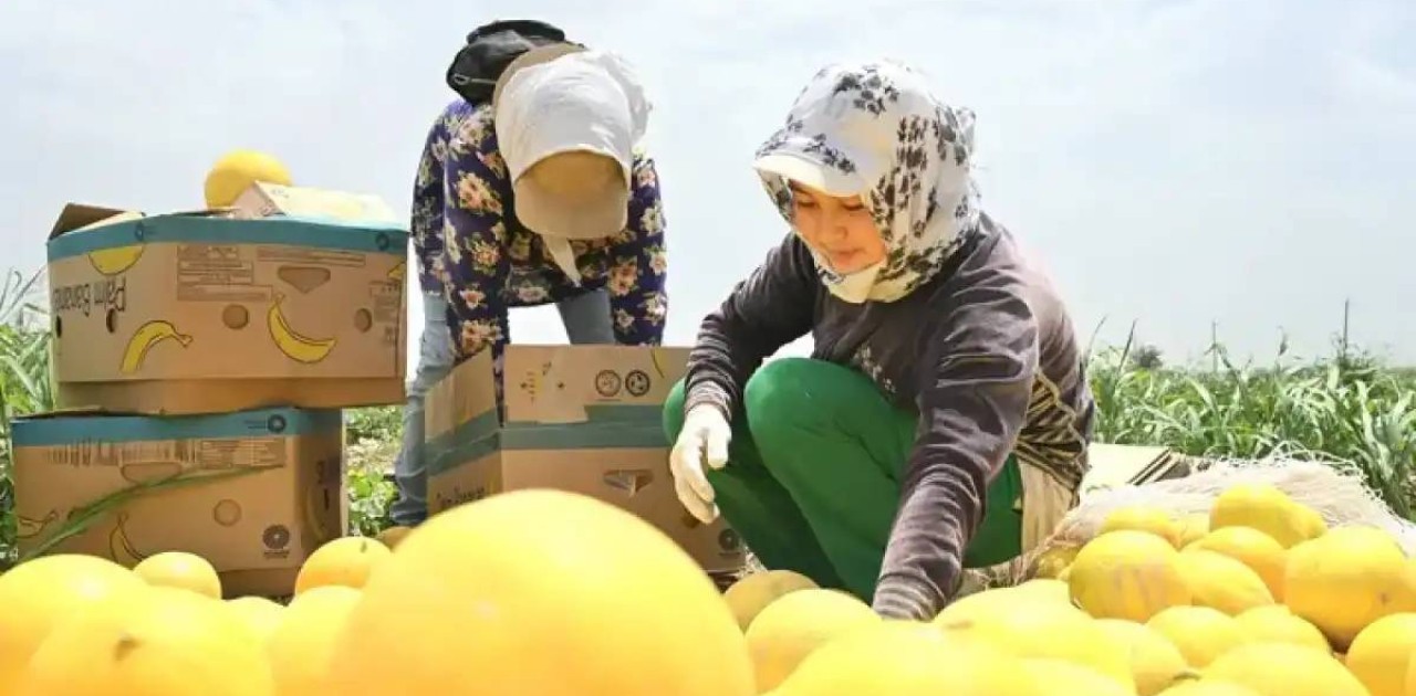 Түркістан облысының диқандары қауынның алғашқы өнімін жинады