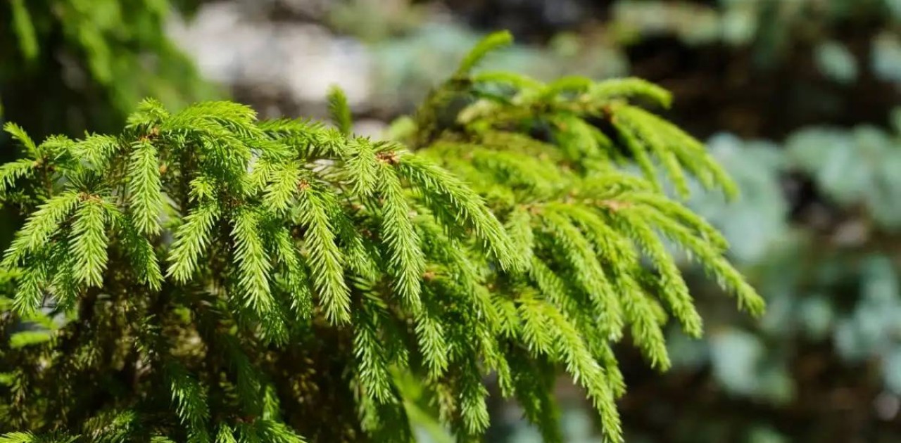 Елімізде алдағы күндері күн суытады