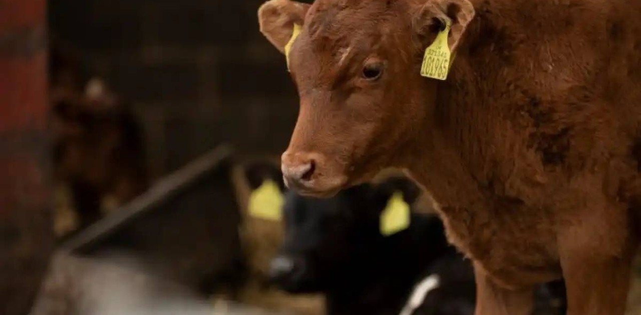 Жыл басынан бері 190-ға жуық мал ұрысы ұсталды