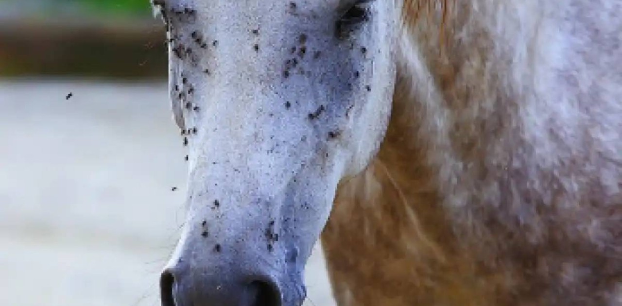 Түркістан облысында шіркеймен күреске жауапты мердігер 1,4 млн теңге айыппұл арқалады